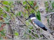 Belted Kingfisher