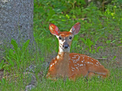 Fawn Waiting