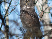 Great Grey Owl - Perched