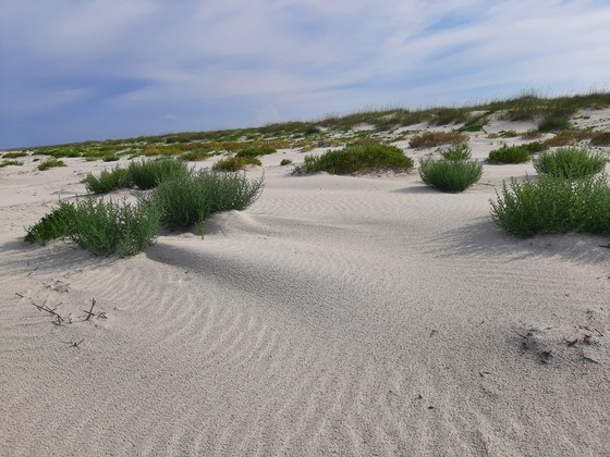 Cumberland Island National Seashore