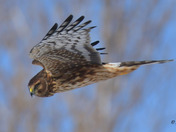 Northern Harrier