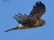 Northern Harrier