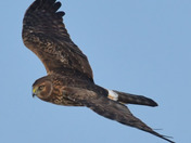 Northern Harrier
