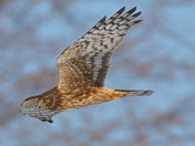 Northern Harrier