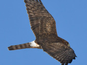 Northern Harrier