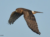 Northern Harrier