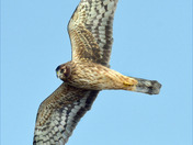 Northern Harrier