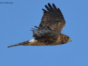 Northern Harrier