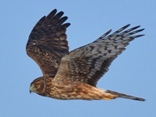 Northern Harrier
