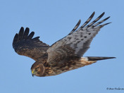Northern Harrier