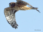Northern Harrier