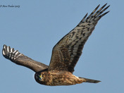 Northern Harrier