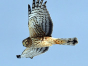 Northern Harrier