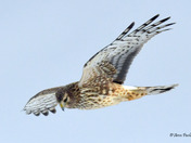Northern Harrier