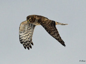 Northern Harrier