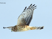 Northern Harrier