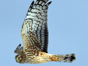 Northern Harrier
