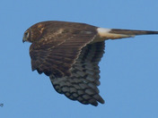 Northern Harrier