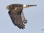 Northern Harrier