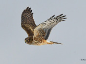 Northern Harrier