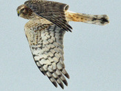 Northern Harrier
