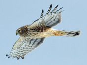 Northern Harrier