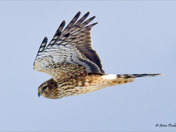 Northern Harrier