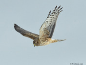 Northern Harrier