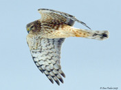 Northern Harrier