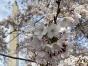 National Mall and Memorial Parks