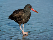 A Black Oyster Catcher