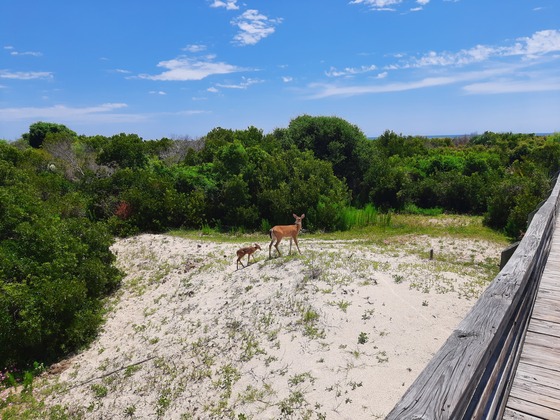 Cumberland Island National Seashore