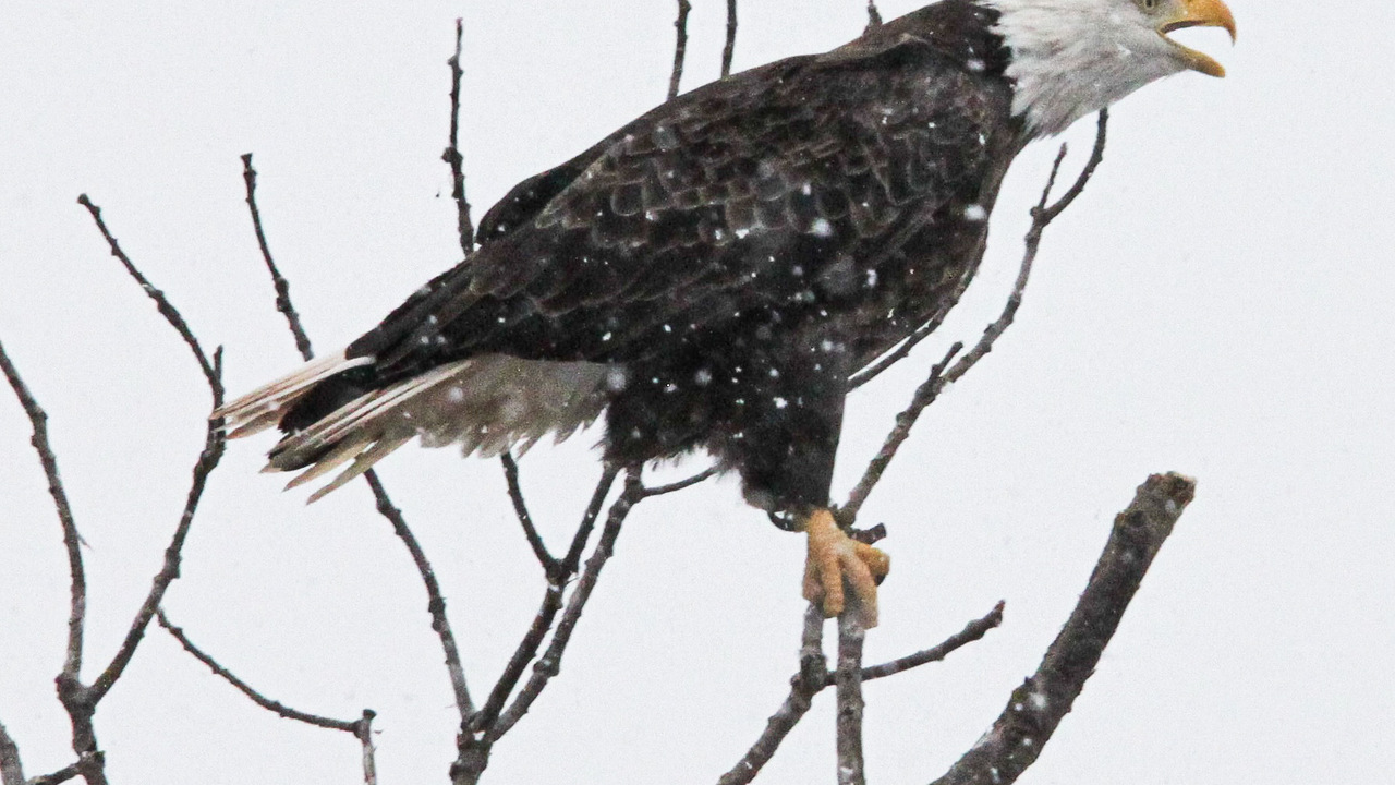 Bald Eagle Calling