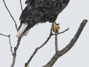 Bald Eagle Calling