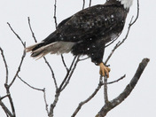 Bald Eagle Calling