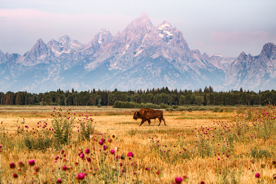 Grand Teton National Park