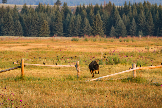 Grand Teton National Park