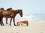 Currituck National Wildlife Refuge