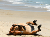 Currituck National Wildlife Refuge