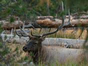 Yellowstone National Park 
