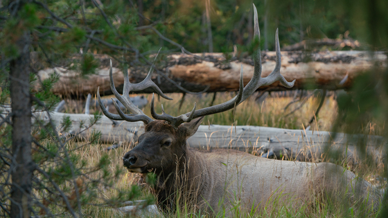 Yellowstone National Park 