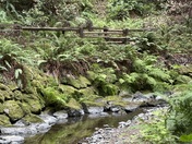 Muir Woods
