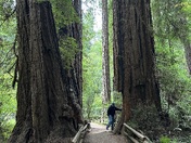 Muir Woods 