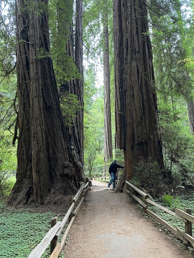 Muir Woods 