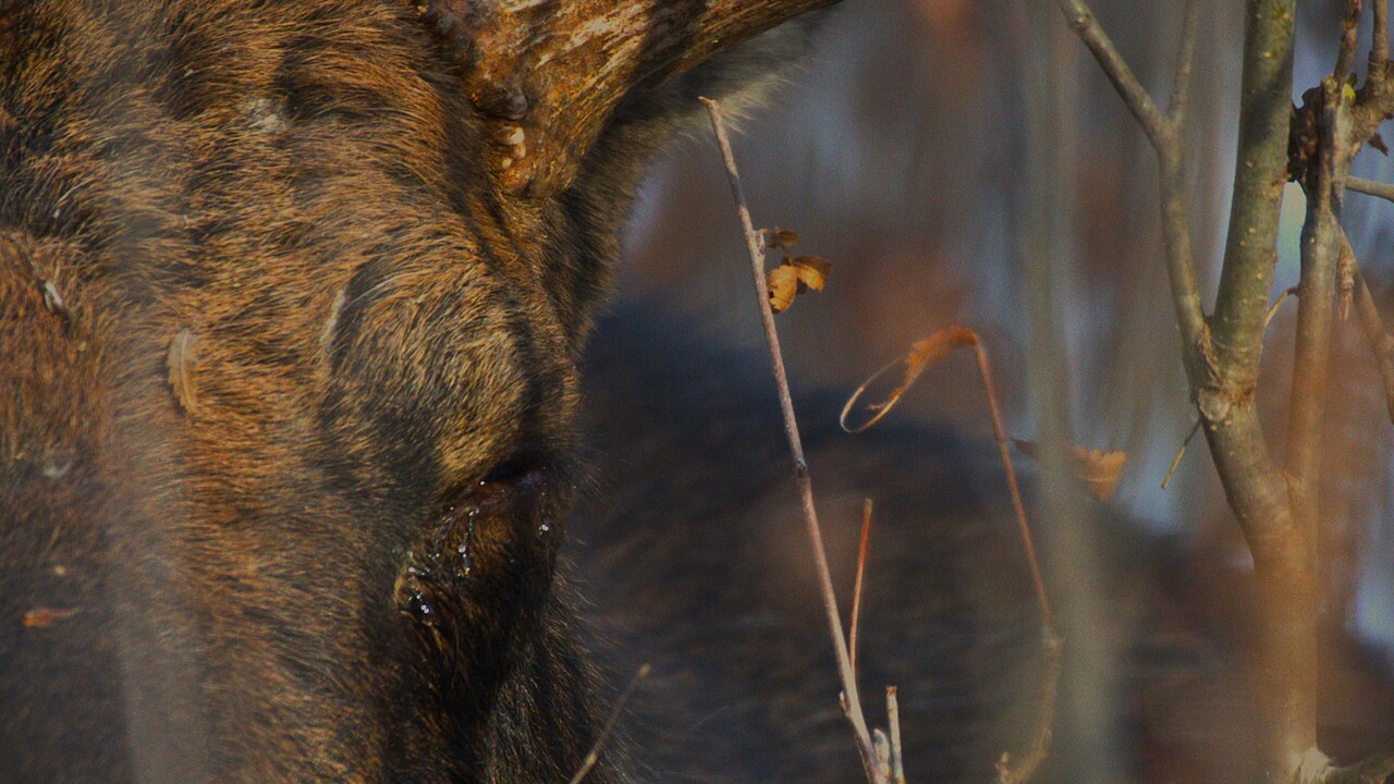 Bull moose tears