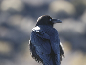 Wupatki National Monument