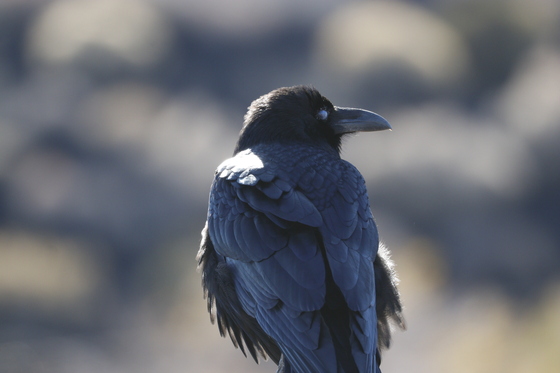Wupatki National Monument