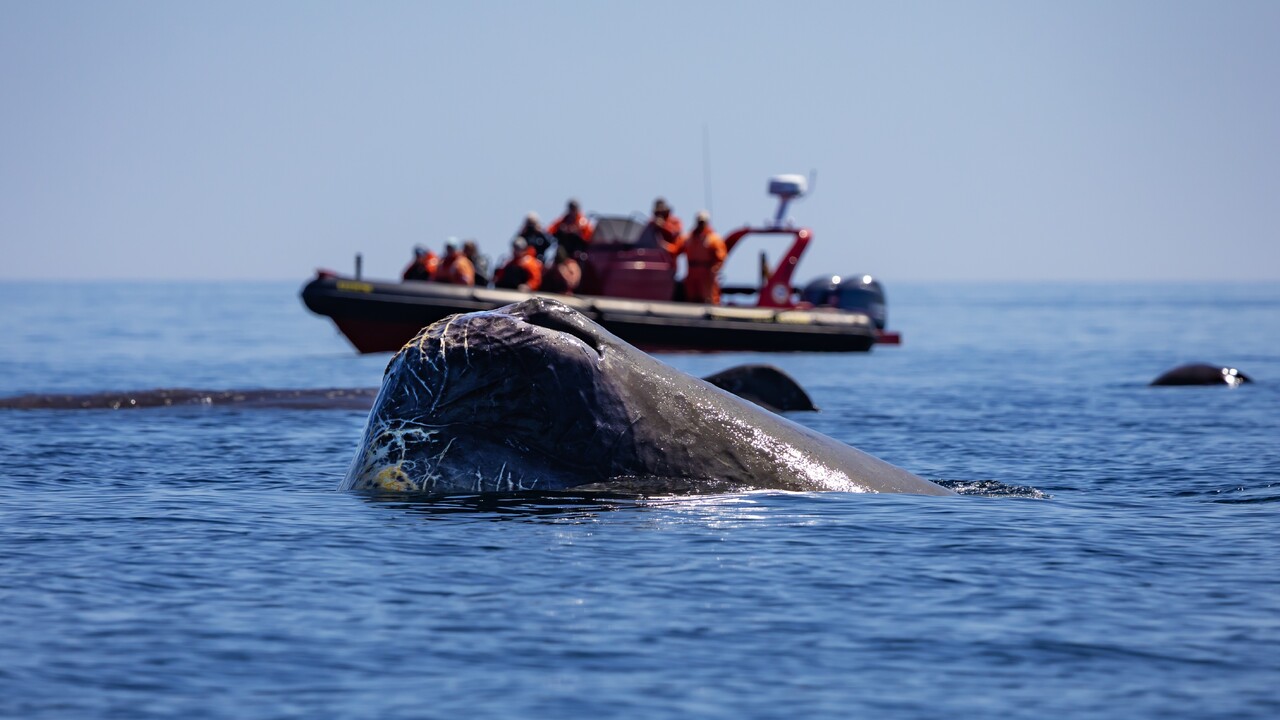 Mysterious Giants of the Deep