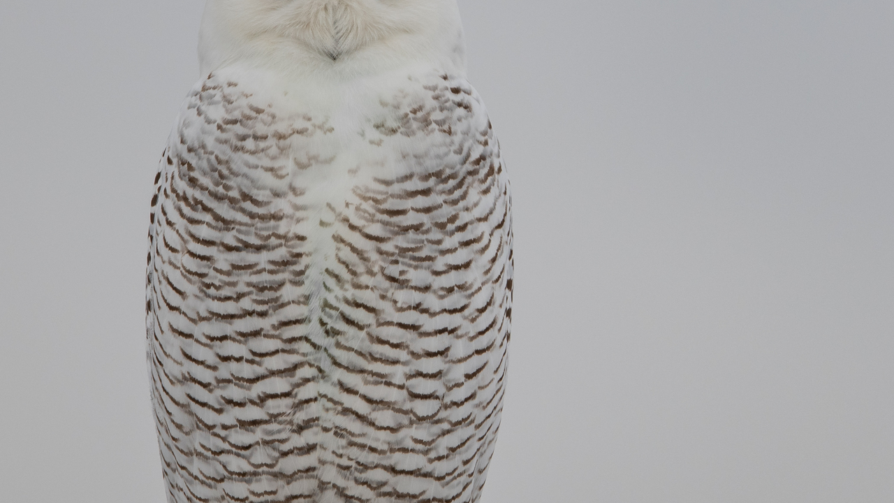 Snowy Owl Vancouver Island 