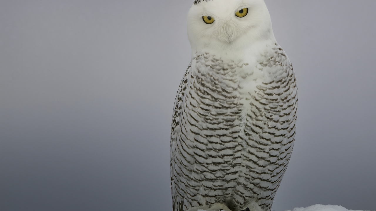 Snowy Owl Vancouver Island 